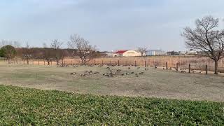 武蔵野の森公園、鳥（調布飛行場横）