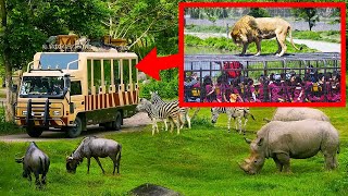 African Safari's You Have to See to Believe | African Safari Tours