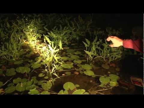 Frog Catching Frog Catching