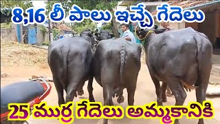 ఆంధ్ర లో పాడి గేదెల ధరలు 99495 96839 murrah Buffalos siva Dairy Farm