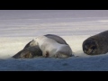 wildlife.wmv