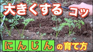 ＃6 .ニンジンの育て方【大きくするポイント】20.8.29−9.17