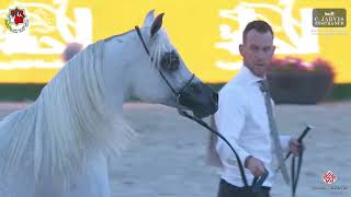 N 411 D MARJ   Sharjah International Arabian Horse Festival 2024   Stallions 4+ Years Old Section D