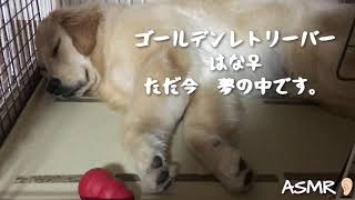 【ASMR…】おじさんのようなイビキ♡1:36必見♪イビキですか？寝息です。ゴールデンレトリーバーはな♡GoldenRetriever’s snoring.はななん日記♡