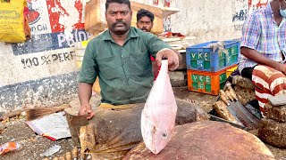 KASIMEDU SELVAM FISH CUTTING | FISH CUTTING SKILLS | FISH CUTTING VIDEO | #KASIMEDU | UK SONS MARINE