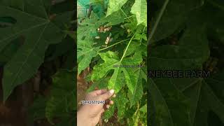 #மாயன்கீரை உங்களுக்கு வேணுமா? #subscribe #comment #trendingshorts#honeyfarm#gardening#garenafreefire