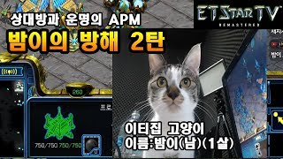 [이티] P vs P | 밤이의 방해 2탄, APM 똑같은 운명 | 엽기스타강좌 Bam’s Disruption