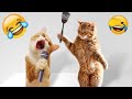 Adorable Pets Doing the Funniest Things 😹😹 Funny Cats Moments 2024 🐱❤️