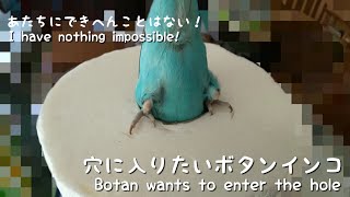 穴に入りたいボタンインコ Botan wants to enter the hole