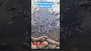 have you ever seen this before? Minnesota fish freeze out 😱 #BrinleeVR