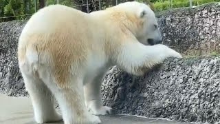 【しろくまポロロ】何しているかなと思ったら草むしって食べてるのね❤️とくしま動物園2021年6月12日