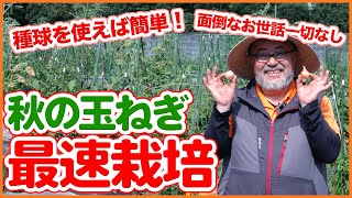 秋玉ねぎ最速栽培とは！？家庭菜園で8月に始めたいタマネギ種球を使った簡単栽培のコツ！土作り、植え付けなどの栽培準備も徹底解説！【農園ライフ】