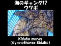 三重県伊勢市和具周辺でイセエビが減少 海のギャング ウツボ！kidako moray gymnothorax kidako 鉄腕 dashで注目 shorts ≫加藤英明【公式】かとチャン