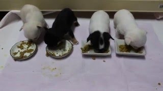 ☆ロングチワワ＊初めての離乳食＊まいベビー　生後２６日目