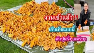 เก็บเห็ดมันปูฝรั่ง อเมริกาป่าแจ๊คพอต ช่วยด้วยงานเข้ามาดามแล้ว‼️ ​⁠@KhwanUSA  chanterelle mushrooms