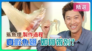 真假魚翅 如何辨別？鯊魚煙製作過程！│《經典好節目》大特寫_精選版(回顧系列)