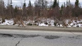 Deux lynx se chicanent sur la 167.