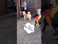 【あきる野】オレンジ🧡はリーダーの色　：　里親募集中のワンコ shorts 保護犬 里親募集 殺処分 犬 譲渡 dog ピースワンコ