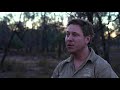 vulnerable greater stick nest rats released at mallee cliffs national park nsw