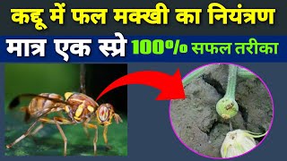 कद्दू में फल मक्खी का नियंत्रण | pumpkin fruit fly control | कद्दू की खेती कब और कैसे करें