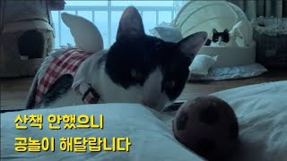 쩡남매의298번째 이야기 ~오늘 정미 산책을 못해서 심통 났습니다