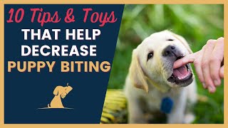 Puppy Biting - 10 Tips and Toys to Decrease This Behavior