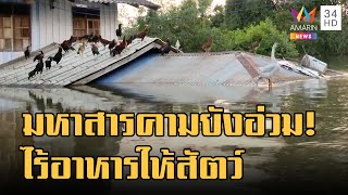 ข่าวเที่ยงอมรินทร์ | มหาสารคามยังอ่วม! น้ำยังท่วมสูง เกษตรกรกลุ้มขาดอาหารเลี้ยงสัตว์ | 18 ต.ค.65