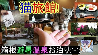 猫旅館！、箱根の避暑と温泉の旅！！。箱根彫刻の森美術館、大涌谷、箱根ガラスの森、アウトレット。人懐っこいネコ達に会えました(^^) 2022年8月上旬,箱根