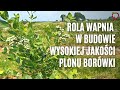 Rola wapnia w budowie wysokiej jakości plonu borówki