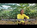 PAANO GAWING HITIK SA BUNGA ANG PAPAYA? #papaya #farming #papayafarming #redroyalef1