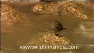 The Brown Dipper: a short film