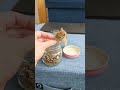 【シマリス】ひまわりのタネは誰のもの 🌻🐿（ミルク♀） chipmunk shorts