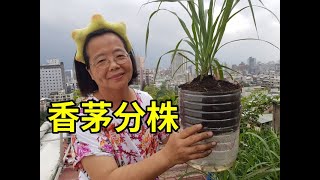 香茅草分株 種懶人花盆 阿美美