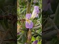 hygrophila auriculata  kulekhara  কুলেখাড়া  kokilākṣa  is a herbaceous medicinal plant shorts