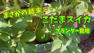 【プランター菜園】小玉スイカ (苗から収穫まで)