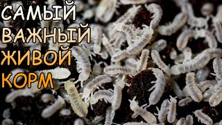 САМЫЙ ВАЖНЫЙ ЖИВОЙ КОРМ! Collembola. КОЛЛЕМБОЛА. ПОЛНАЯ ТЕХНОЛОГИЯ ВЫРАЩИВАНИЯ