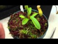 GROWING SPHAGNUM MOSS WITH NEPENTHES CARNIVOROUS PLANT TOP DRESSING