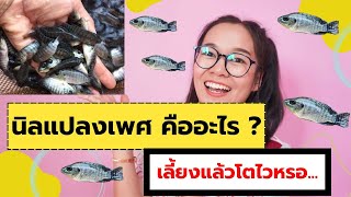 ปลานิลแปลงเพศ (ปลานิลหมัน) คืออะไร เลี้ยงแล้วโตไวไหม |@ChongKhongNer