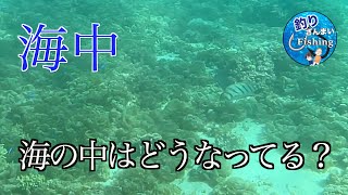 【海底】海の中のお散歩です！