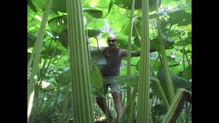 Swallowed up by Giant Jungle Like Plants