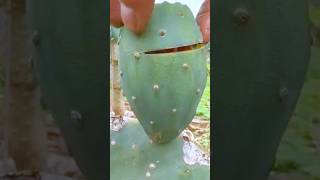 The Unique Process of Peeling a Cactus Fruit #farming #shorts