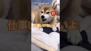 化粧ポーチ返して‼️仕事行って欲しくない柴犬が面白すぎる😂　#柴犬　#犬　#おもしろ #犬のいる暮らし #かわいい犬