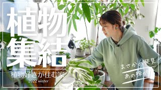 【2022.12植物好きのルームツアー】植物好きが冬に大量の植物を室内へ取り込むとこうなる