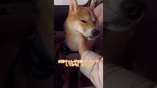 マッサージで寝落ちしかけの柴犬てぃーだ#shorts #柴犬