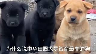 为什么说中华田园犬是最聪明的狗，土狗解密