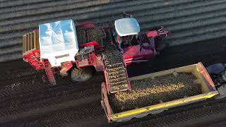 Melton Constable(Norfolk) 2024 Potatoe Harvest