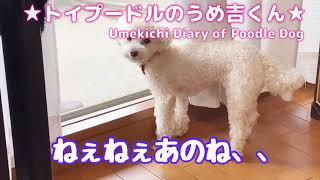 ねぇねぇあのね、、 ★トイプードルのうめ吉くん（327日目)★| Umekichi Diary of Poodle Dog