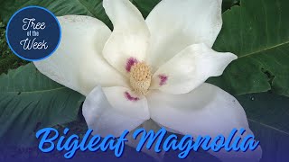 Tree of the Week: Bigleaf Magnolia