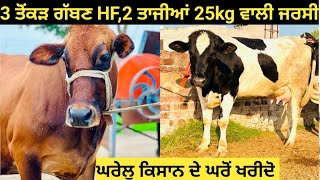 25kg ਮਿਲਕ 2 ਸੂਆ ਜਰਸੀ 3 HF ਤੋਂਕੜ ਗੱਬਣ#40128 ਤੋਂ ਗੱਬਣ 2 ਤਾਜੀਆਂ ਘਰੇਲੂ ਕਿਸਾਨ ਦੇ ਘਰੋਂ ਖਰੀਦੋ!!