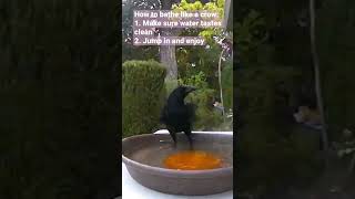 How to bathe like a crow￼ (pro)